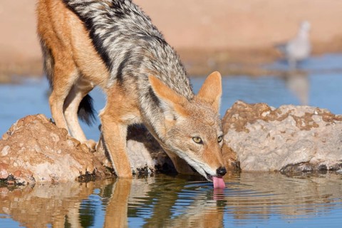 Black-backed jackal (Lupulella mesomelas), adult animal, reflected in the water, drinking at a