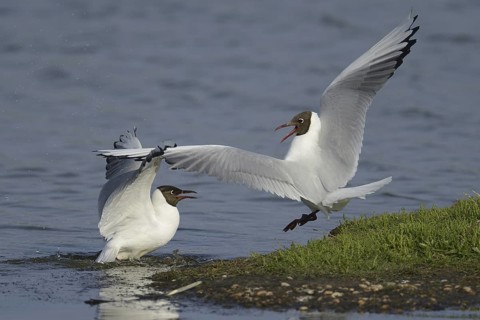Black-headed Gull (Chroicocephalus ridibundus), Texel, Netherlands