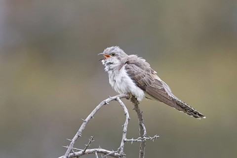 Pallid Cuckoo (Cacomantis pallidus) calling, Australian Capital Territory, Australia