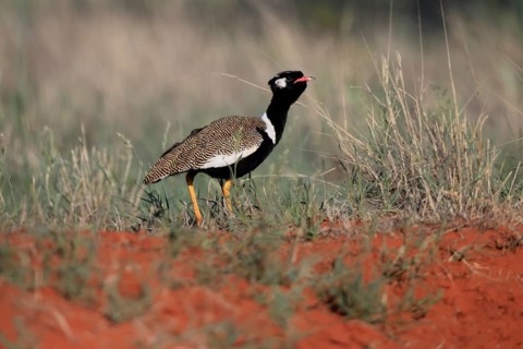 White-winged Bustard (Afrotis afraoides), adult, male, vigilant, foraging, Mokala National Park,