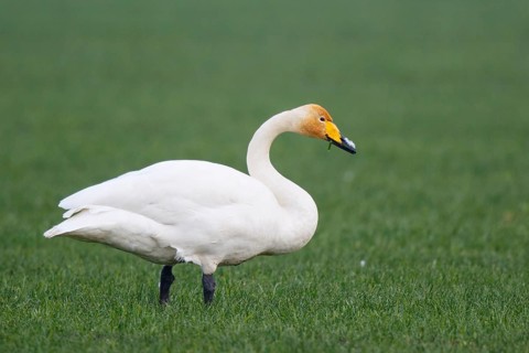 Whooper Swan (Cygnus cygnus) foraging, North Rhine-Westphalia, Germany