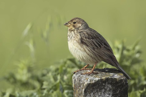 Corn Bunting (Emberiza calandra), Andalusia, Spain