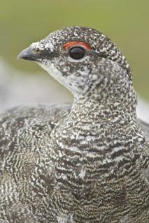 Rock Ptarmigan (Lagopus muta) male, Newfoundland, Canada