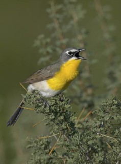 Yellow-breasted Chat (Icteria virens) singing, Arizona, USA
