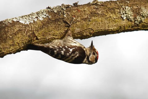 Lesser Spotted Woodpecker (Dryobates minor) male, Rhineland-Palatinate, Germany