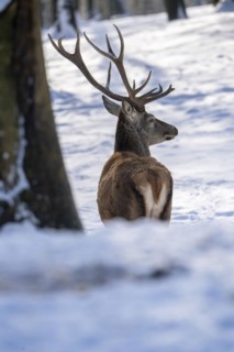 Red deer (Cervus elaphus), in the snow, Vulkaneifel, Rhineland-Palatinate, Germany
