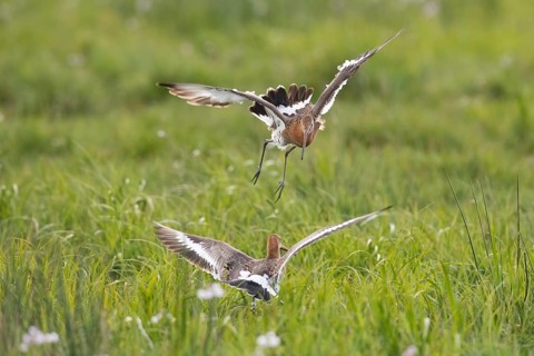 Two black-tailed godwits (Limosa limosa) in a wild territorial fight on a wet meadow, Dümmer nature