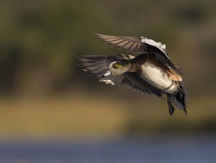 American Wigeon (Mareca americana) male flying, Florida, USA