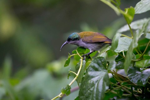 Green-headed Sunbird (Cyanomitra verticalis viridisplendens) female, Bwindi Impenetrable National