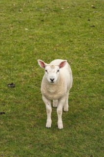 Lamb looking at camera, sheep willow, Moreton-in-Marsh, Cotswolds, England, United Kingdom