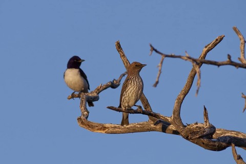 Violet-backed Starling (Cinnyricinclus leucogaster) pair, Namibia