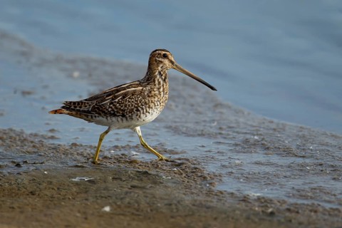 Common snipe (Gallinago gallinago) adult wading bird walking on mud, Lincolnshire, England, United