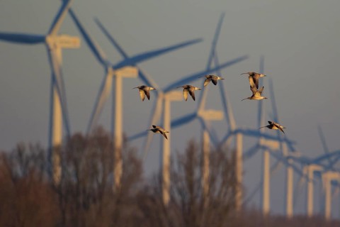 Eurasian Curlew (Numenius arquata) flock flying, Netherlands