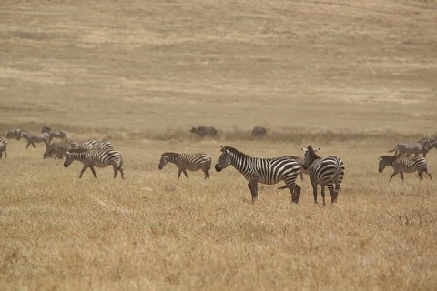 Herd of plains zebra (Equus quagga), Ngorongoro Crater, Serengeti, Tanzania, East Africa