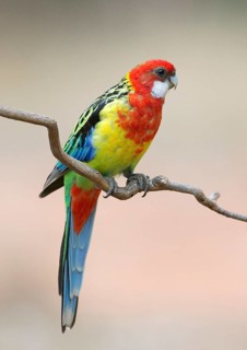 Eastern Rosella (Platycercus eximius) female, Victoria, Australia