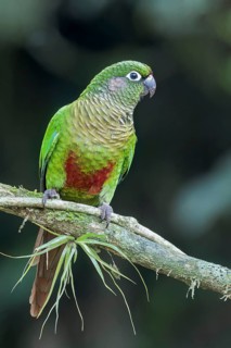 Maroon-bellied Parakeet (Pyrrhura frontalis) perched on a branch in the Atlantic Rainforest of