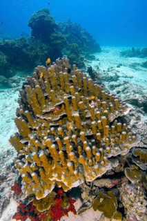 Underwater photo of cone-like growing small plolypus stony coral (Porites), Indian Ocean, Andaman