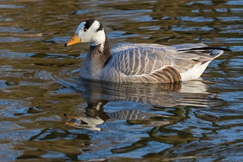 Bar-headed goose, Indian goose, field goose, (Anser indicus), animals, birds, goose, goose family,