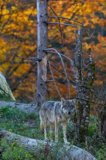 One eurasian gray wolf (Canis lupus lupus) standing on a log on a small hill with a bright and