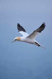 Northern gannet (Morus bassanus) flying over the sea, wildlife, Heligoland, Germany