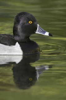 Ring-necked Duck (Aythya collaris) male, Arizona, USA
