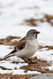 Snowfinch (Montifringilla nivalis) male, Tyrol, Austria