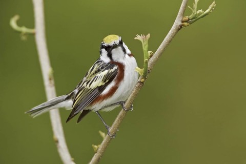 Chestnut-sided Warbler (Setophaga pensylvanica), Ontario, Canada