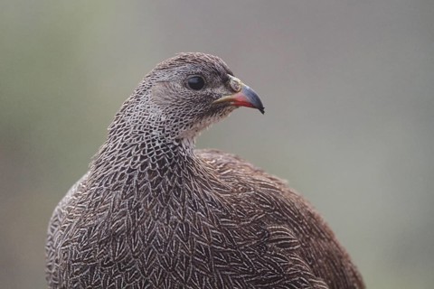 Cape Spurfowl (Pternistis capensis), Western Cape, South Africa