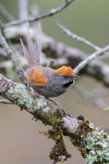 Spix's Spinetail (Synallaxis spixi) perched on a branch in the Atlantic rainforest of southeast