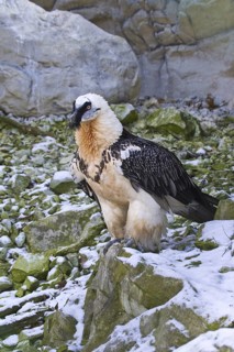 Bearded Vulture (Gypaetus barbatus)