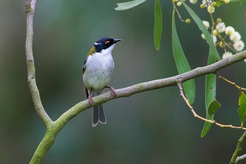 White-naped Honeyeater (Melithreptus lunatus) perched on a branch, Victoria, Australia