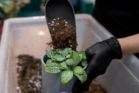 A person wearing black gloves adds soil to a decorative potted plant, showcasing the hands on