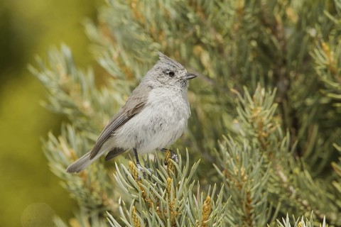 Juniper Titmouse (Baeolophus ridgwayi) male, California, USA