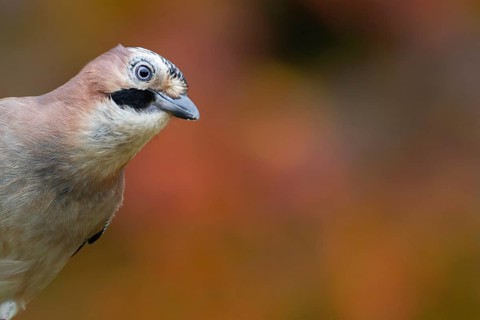 Eurasian jay (Garrulus glandarius) adult bird head portrait in autumn, England, United Kingdom