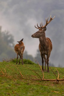 One young Red Deer buck (Cervus elaphus) and doe standing on a green meadow. A forest in early