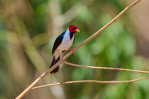 Bird with red head and black back on a branch, surrounded by blurred green, Black-throated Cardinal