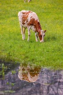 Holstein Friesian cattle stand on a green meadow next to a puddle. A reflection of the cows and the