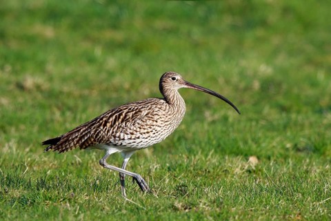 Eurasian Curlew (Numenius arquata) female foraging, North Rhine-Westpalia, Germany