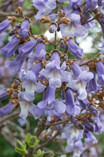Chinese bluebell tree (Paulownia tomentosa), Germany