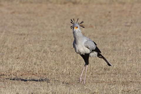 Secretarybird (Sagittarius serpentarius), Northern Cape, South Africa