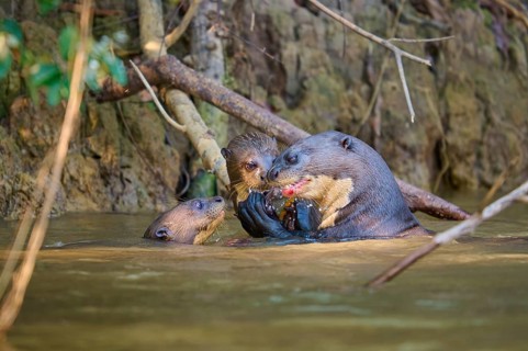 Two otters communicating with a third in the water, giant otter (Pteronura brasiliensis), Pantanal,