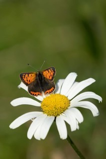 Small copper butterfly (Lycaena phlaeas) adult insect resting on an Oxeye daisy flower in summer,