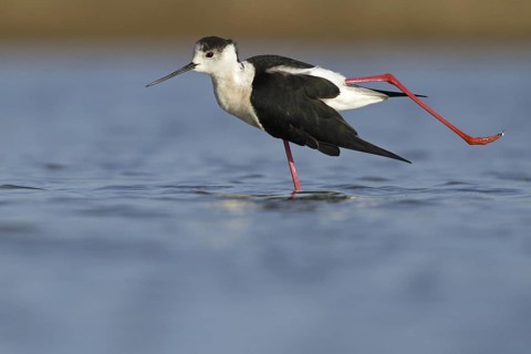 Black-winged Stilt (Himantopus himantopus), Seville, Spain