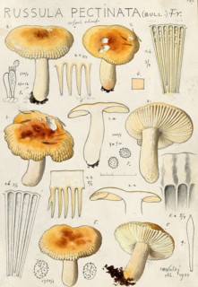 Mushroom, Mushrooms, Pungent Crested russula or Stinking Crested russula, Russula pectinata,