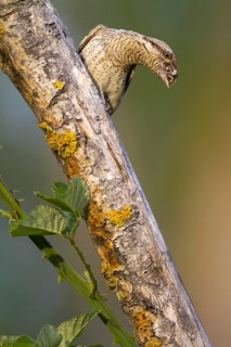 Eurasian Wryneck (Jynx torquilla), Navarra, Spain