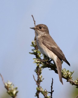 Spotted Flycatcher (Muscicapa striata), Schleswig-Holstein, Germany
