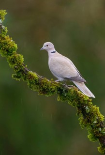 Eurasian Collared Dove (Streptopelia decaocto), British Columbia, Canada