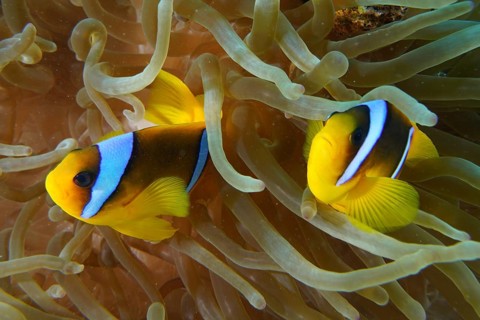 Red sea anemonefish (Amphiprion bicinctus)