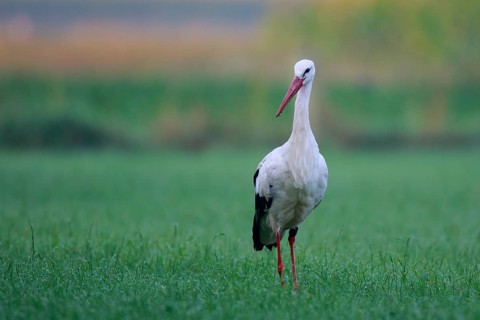 White Stork (Ciconia ciconia) foraging, North Rhine-Westphalia, Germany
