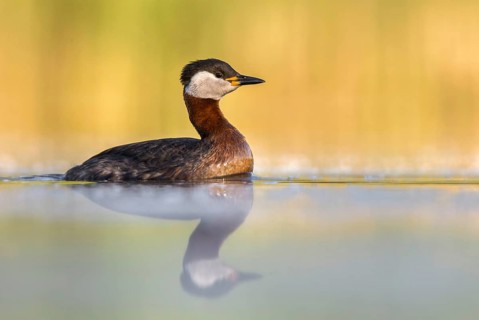 Red-necked Grebe (Podiceps grisegena), Poland